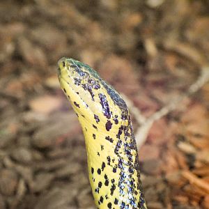 Yellow Anaconda (Eunectes notaeus)