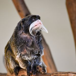 Bearded Emperor Tamarin (Saguinus imperator subgrisescens)