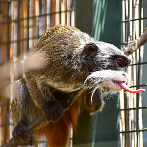Bearded Emperor Tamarin (Saguinus imperator subgrisescens)