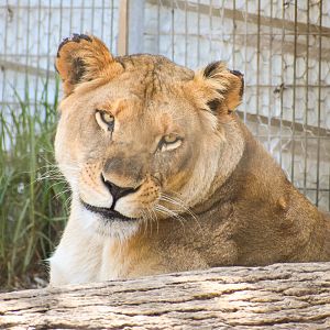 Lioness (Panthera leo)