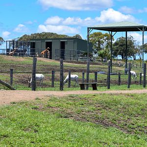 Giraffe/Addax Enclosure
