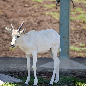 Addax Calf (Addax nasomaculatus)