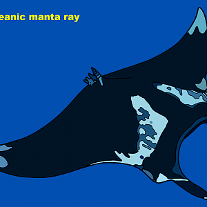 Giant oceanic manta ray (Mobula birostris)