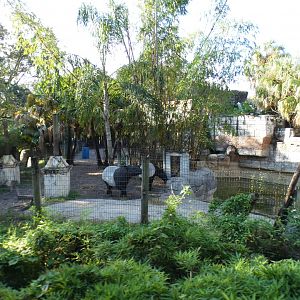Oct. 2020 - Asian Gardens - Malayan Tapir Exhibit