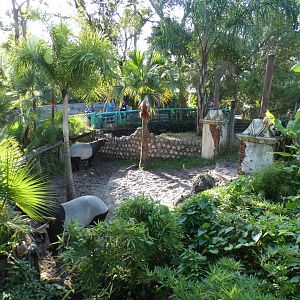 Oct. 2020 - Asian Gardens - Malayan Tapir Exhibit