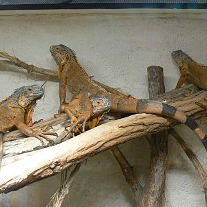 Planète Crocodiles - Green iguanas