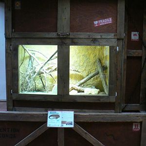 Planète Crocodiles - Spiny-tailed monitor terrarium