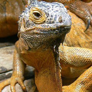 Planète Crocodiles - Green iguana