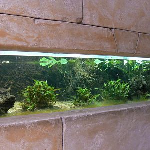 Planète Crocodiles - Red piranhas aquarium