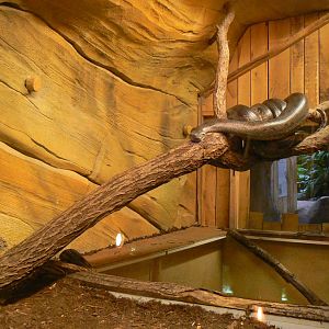 Planète Crocodiles - Common anaconda terrarium