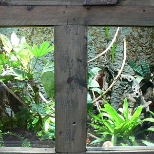 Planète Crocodiles - Greater Madagascar day geckos terrarium