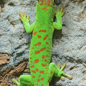Planète Crocodiles - Greater Madagascar day gecko