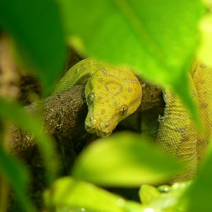 Planète Crocodiles - Green tree python