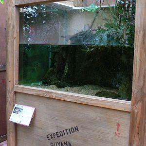 Planète Crocodiles - Matamata terrarium