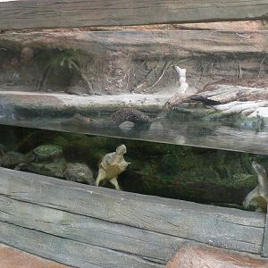 Planète Crocodiles - Common snapping turtles terrarium