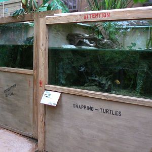 Planète Crocodiles - Alligator snapping turtles terrarium (right) and matamata terrarium (left)