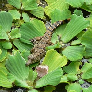 Planète Crocodiles - Slender-snouted crocodile born in 2019