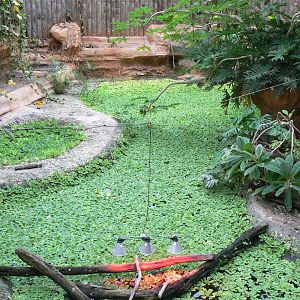 Planète Crocodiles - Slender-snouted crocodiles exhibit