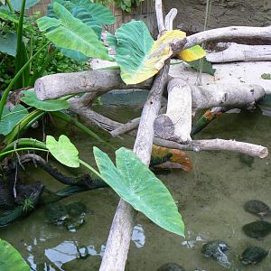 Planète Crocodiles - Helmeted turtles exhibit