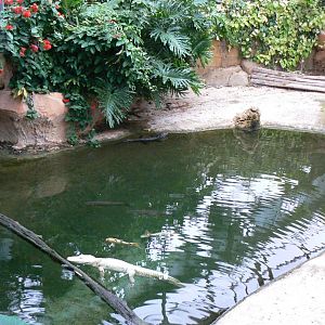 Planète Crocodiles - Albino alligator and spectacled caimans exhibit