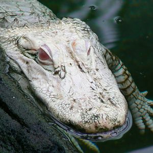 Planète Crocodiles - Albino alligator called Dundee