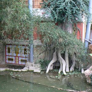 Planète Crocodiles - Broad-snouted alligators exhibit