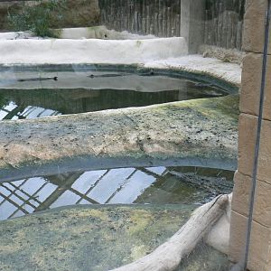 Planète Crocodiles - Adult Nile crocodiles exhibit
