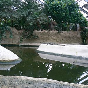 Planète Crocodiles - Adult Nile crocodiles exhibit