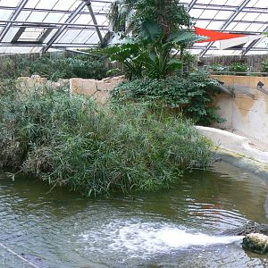 Planète Crocodiles - Adult Nile crocodiles exhibit