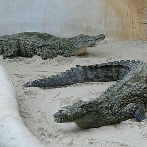 Planète Crocodiles - Adult Nile crocodiles