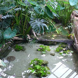 Planète Crocodiles - Ocellate river stingrays pool