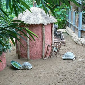 Planète Crocodiles - Radiated tortoises, Aldabra's giant tortoises and panther chameleon exhibit