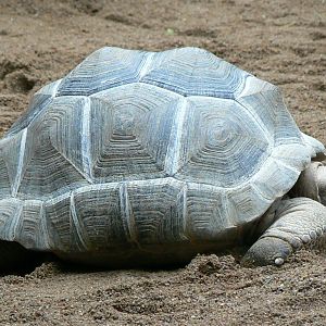 Planète Crocodiles - Aldabra's giant tortoise