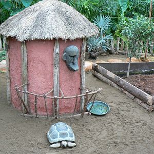 Planète Crocodiles - Radiated tortoises, Aldabra's giant tortoises and panther chameleon exhibit