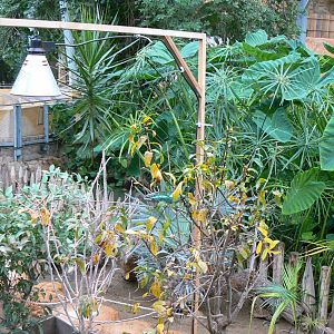 Planète Crocodiles - Radiated tortoises, Aldabra's giant tortoises and panther chameleon exhibit