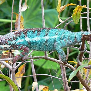 Planète Crocodiles - Panther chamelon