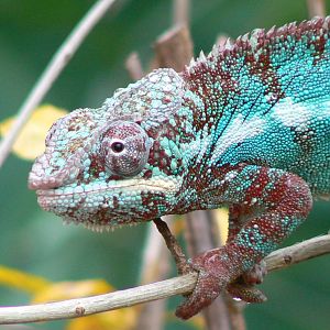 Planète Crocodiles - Panther chamelon