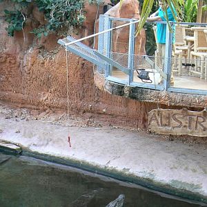 Planète Crocodiles - Saltwater crocodiles feeding times