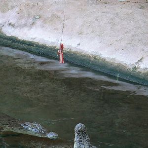 Planète Crocodiles - Saltwater crocodiles feeding times