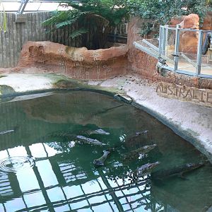 Planète Crocodiles - Saltwater crocodiles main exhibit