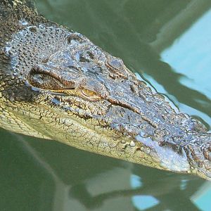 Planète Crocodiles - Saltwater crocodile
