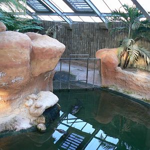 Planète Crocodiles - Saltwater crocodiles main exhibit