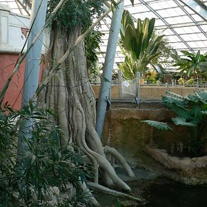 Planète Crocodiles - Broad-snouted alligators and spectacled caimans second exhibit