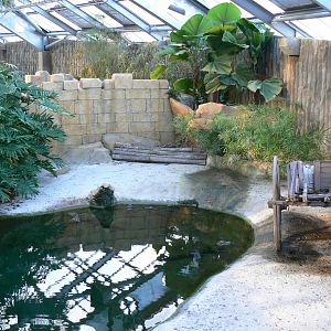 Planète Crocodiles - Broad-snouted alligators and spectacled caimans second exhibit