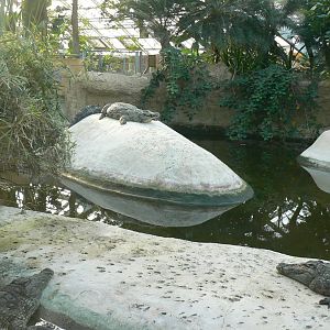 Planète Crocodiles - Adult Nile crocodiles exhibit