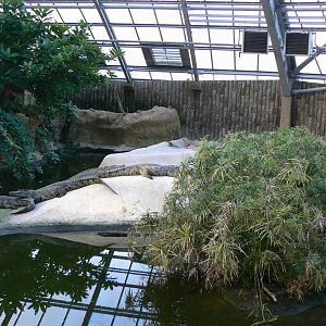 Planète Crocodiles - Adult Nile crocodiles exhibit
