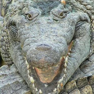 Planète Crocodiles - Adult Nile crocodile