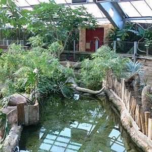 Planète Crocodiles - Ocellate river stingrays pool