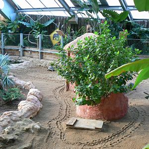 Planète Crocodiles - Radiated tortoises and Aldabra's giant tortoise exhibit