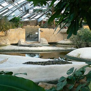 Planète Crocodiles - Adult Nile crocodiles exhibit